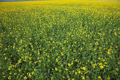 《博德之门3》开发商想制作更多内容：度假回来再说